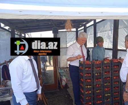 Başçı sarıdan bəxti gətirməyən Cəlilabad...
