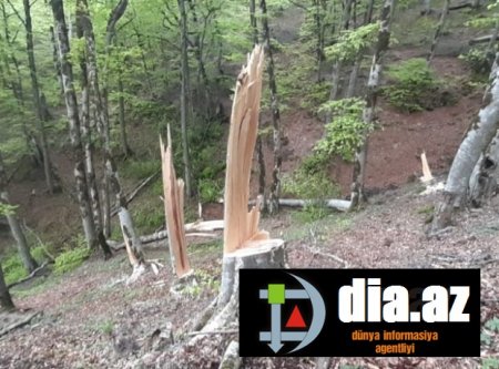 Vəndam meşələri: BURALARA QƏNİM KƏSİLƏN VAR...