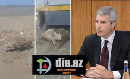 Məşğulluq Agentliyinin verdiyi qoyunlar xəstə çıxdı 