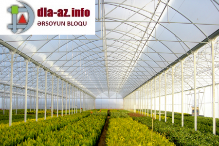 Ağac bəzək bitkiləri Sovxozunda KOLXOZVARİ YEYİNTİ...