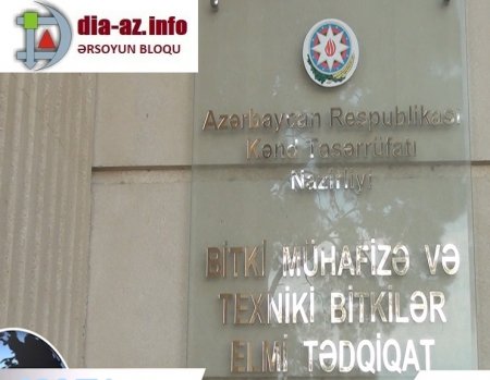 Bitki Mühafizə və Texniki Bitkilər Elmi-Tədqiqat İnstitutunda NƏLƏR BAŞ VERİR?