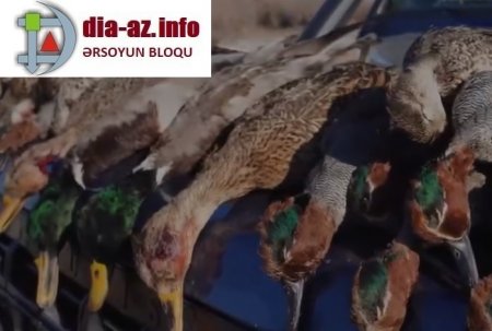 Ovlanması cinayət hesab olunan quşlar süfrələrə NECƏ YOL TAPIR?