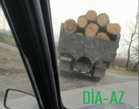 Oğuz meşələrinə ELƏ VALEH OLUB Kİ...