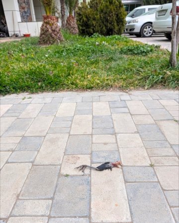 ƏRƏB ŞEYXLƏRİNİN ŞOK AZƏRBAYCAN GÖRÜNTÜLƏRİ...