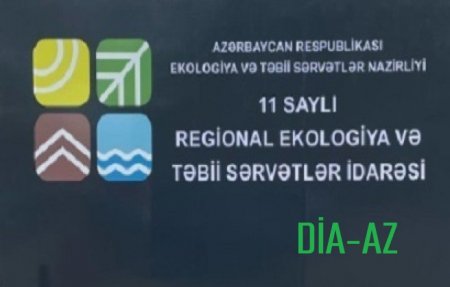 Masallıda AĞACYEYƏNLƏR İŞ BAŞINDA...